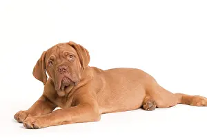 Dog - Dogue de Bordeaux / Bordeaux / French Mastiff