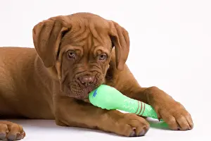 Chew: Dog - Dogue de Bordeaux / Bordeaux / French Mastiff