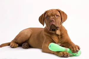 Chew: Dog - Dogue de Bordeaux / Bordeaux / French Mastiff