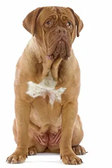 Worried: Dog - Dogue de Bordeaux / Bordeaux / French Mastiff