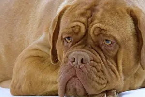 Worried: Dog - Dogue de Bordeaux / Bordeaux / French Mastiff