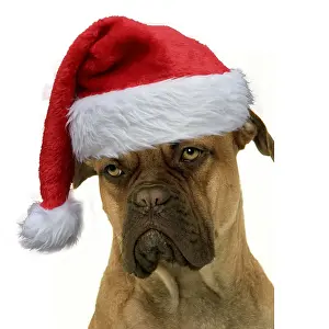 Mastiffs: Dog - Dogue de Bordeaux / Bordeaux / French Mastiff