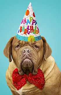 Mastiffs: Dog - Dogue de Bordeaux / Bordeaux Mastiff /