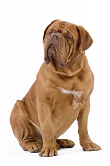 Bordeauxdog: Dog - Dogue de Bordeaux / Bordeaux Mastiff / French