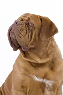 Bordeauxdog: Dog - Dogue de Bordeaux / Bordeaux Mastiff / French