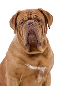 Bordeauxdog: Dog - Dogue de Bordeaux / Bordeaux Mastiff / French
