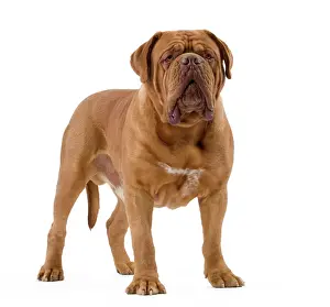 Bordeauxdog: Dog - Dogue de Bordeaux / Bordeaux Mastiff / French