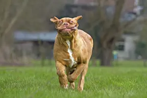 Bordeauxdog: Dog - Dogue de Bordeaux / Bordeaux Mastiff / French