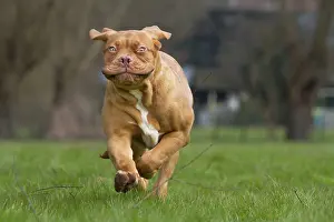 Bordeauxdog: Dog - Dogue de Bordeaux / Bordeaux Mastiff / French