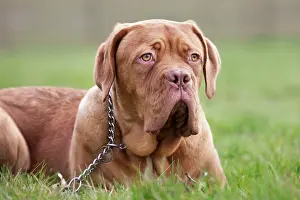 Bordeauxdog: Dog - Dogue de Bordeaux / Bordeaux Mastiff / French