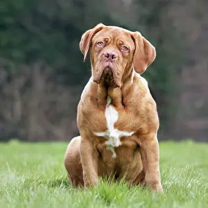 Bordeauxdog: Dog - Dogue de Bordeaux / Bordeaux Mastiff / French