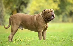 Dogue: Dog