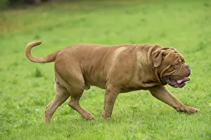 Dogue: Dog