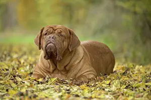 Dogue: Dog