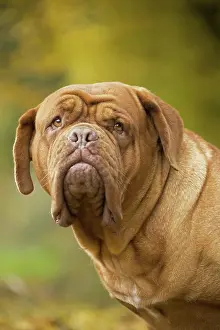 Dogue: Dog