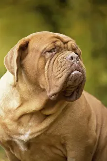 Dogue: Dog