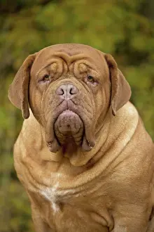 Dogue: Dog