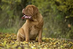 Dogue: Dog
