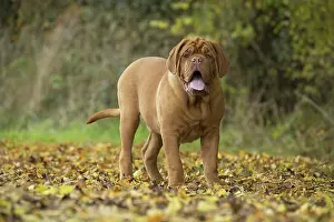Dogue: Dog