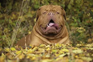 Dogue: Dog