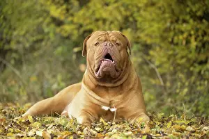 Dogue: Dog