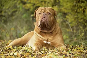 Dogue: Dog