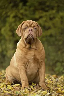 Dogue: Dog