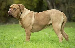 Dogue: Dog