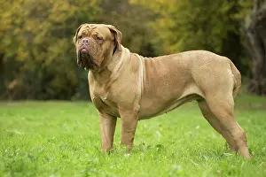 Dogue: Dog