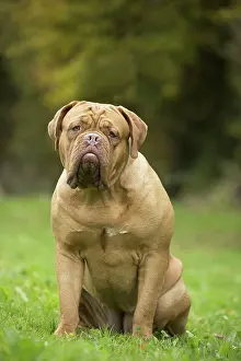 Dogue: Dog