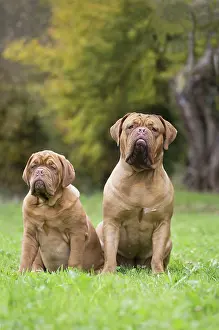Dogue: Dog