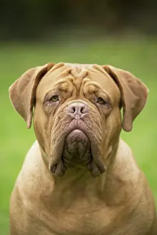 Dogue: Dog