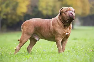 Dogue: Dog