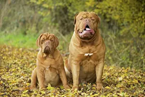 Dogue: Dog