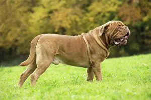 Dogue: Dog