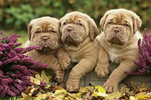 Dogue: Dog
