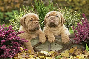 Dogue: Dog