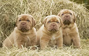 Dogue: Dog