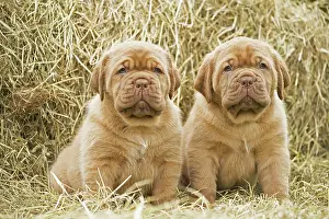 Dogue: Dog