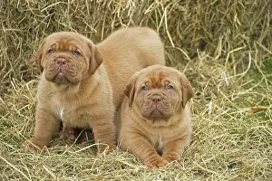 Dogue: Dog