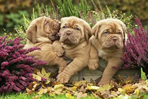 Kiss: Dog