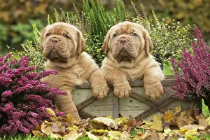 Dogue: Dog