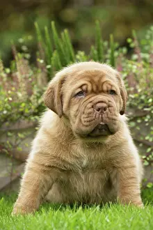 Dogue: Dog