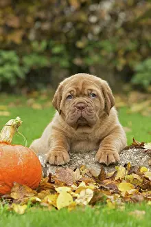 Dogue: Dog