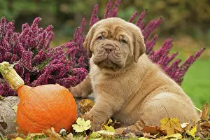 Dogue: Dog
