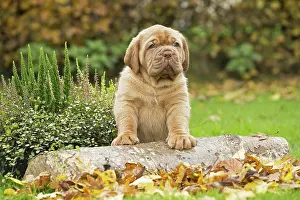 Dogue: Dog