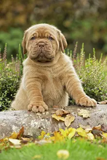 Dogue: Dog