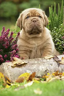 Dogue: Dog