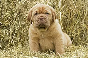 Dogue: Dog