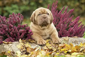 Dogue: Dog